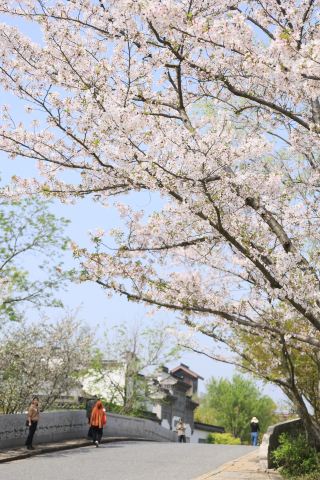 Сакура в Гуанфулине цветет ярче, чем в прошлые годы