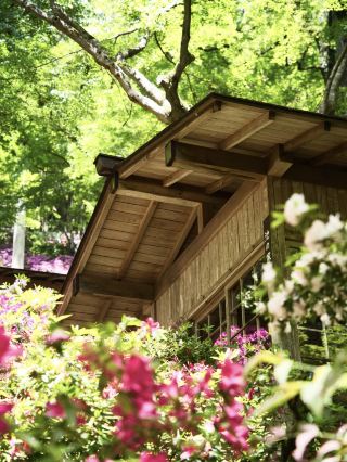 佐賀の春の花図鑑：ツツジ、シャクナゲ、ボタン完全攻略