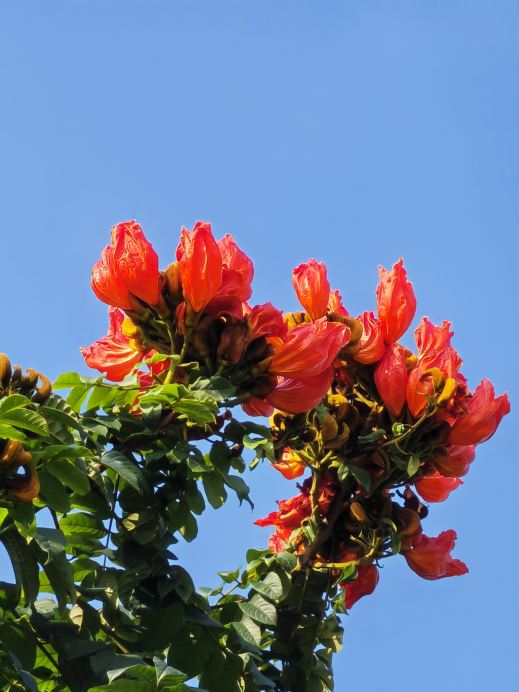 火焰木（學名：Spathodea campanulata），也被稱為火焰樹。花朵碩大