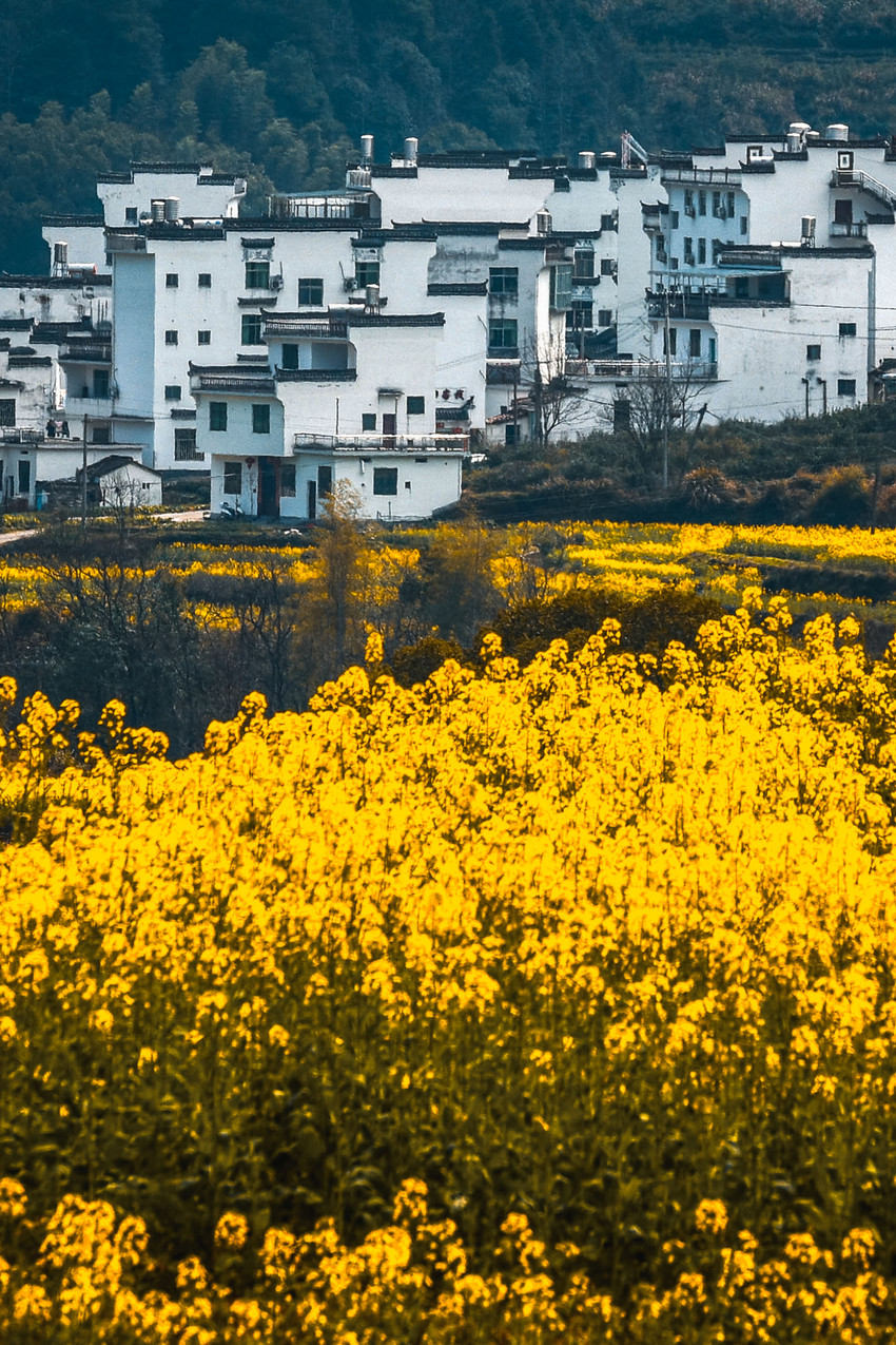 江岭梯田油菜花 参考图 1