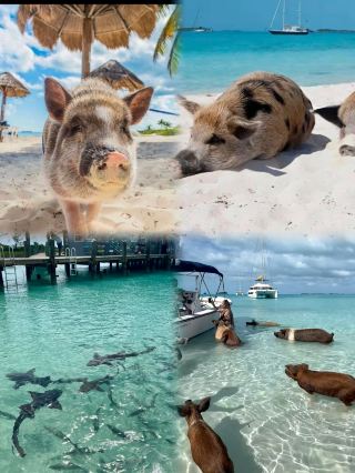【Travel Journal】Is the Bahamas too far? Thailand has swimming pigs, too! A practical comparison of budgets and transport details for the two "Pig Islands".
