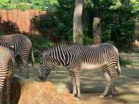 Singapore Zoo, Great Experience 