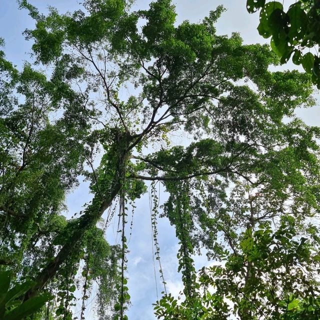 🇸🇬SG’s 1st net positive energy nature park 