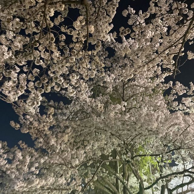 부산 벚꽃 명소, 온천천에서 벚꽃 구경하기