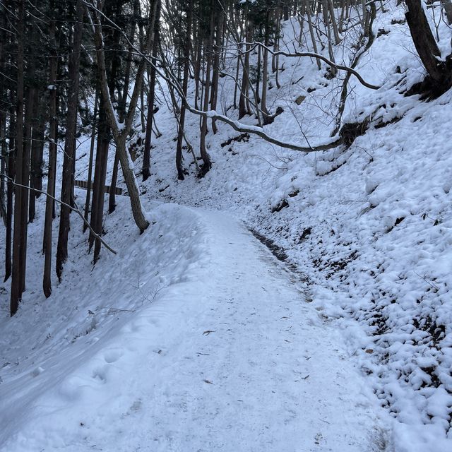Snow monkey park in Nagano
