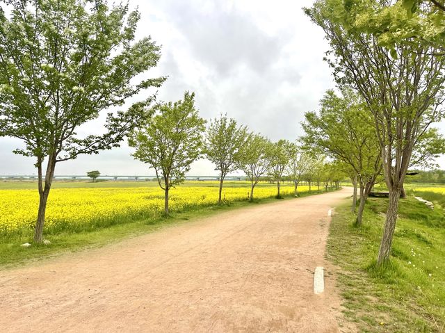 부산 유채꽃은 여기가 최고인듯 ✨