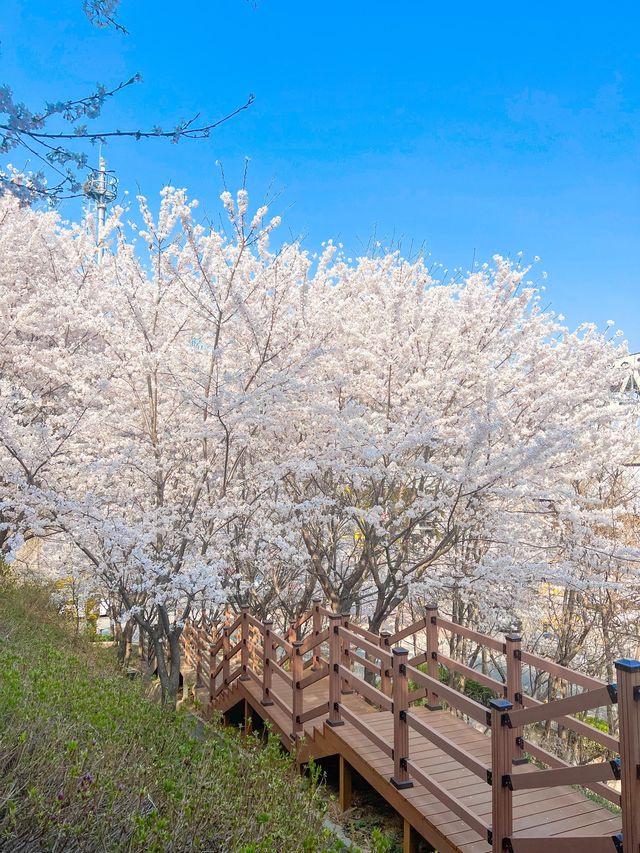 인천에 숨겨진 벚꽃 명소인 해넘이공원🌸💞