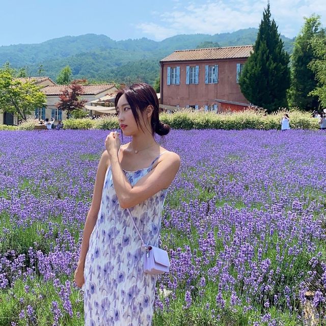 한국의 삿포로 고성 하늬 라벤더 팜 💜