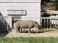 名古屋　名古屋観光　名古屋東山動物園でイケメンゴリラのシャバーニ君に会ってきた！
