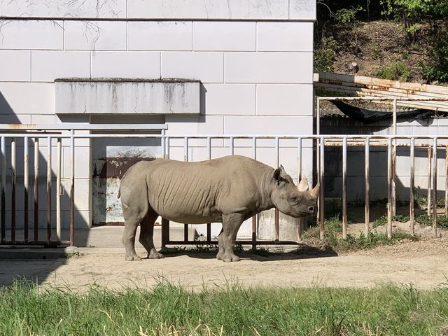 名古屋　名古屋観光　名古屋東山動物園でイケメンゴリラのシャバーニ君に会ってきた！