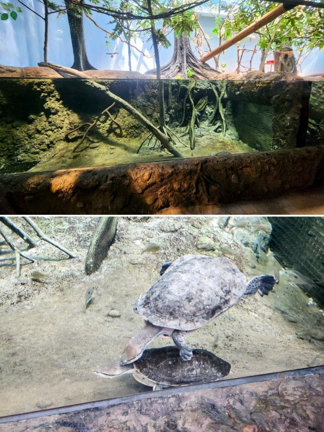 【桃園】X-PARK 水族館：沉浸式體驗海洋世界