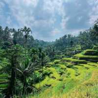 Wonderful rice terraces in Bali