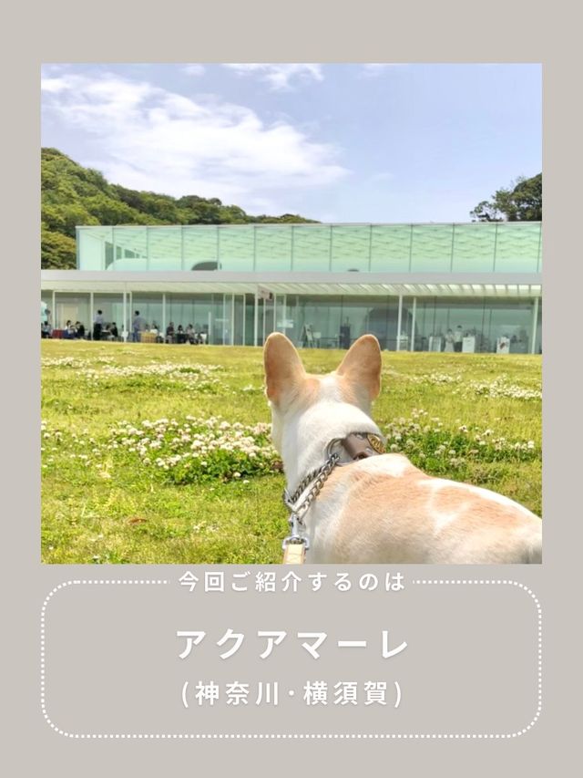 【横須賀】わんこと行けるおしゃれランチ🌿