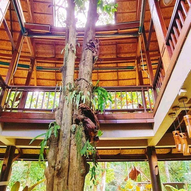 Amazing our jungle house 
