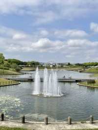 國營常陸海濱公園 *最美粉蝶花海*