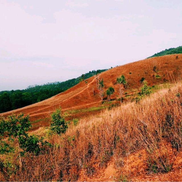ภูเขาหญ้า