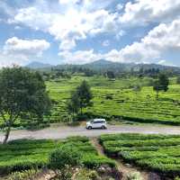 A beautiful tea garden 🪴 in Bandung 🍀