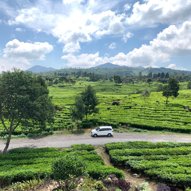 A beautiful tea garden 🪴 in Bandung 🍀