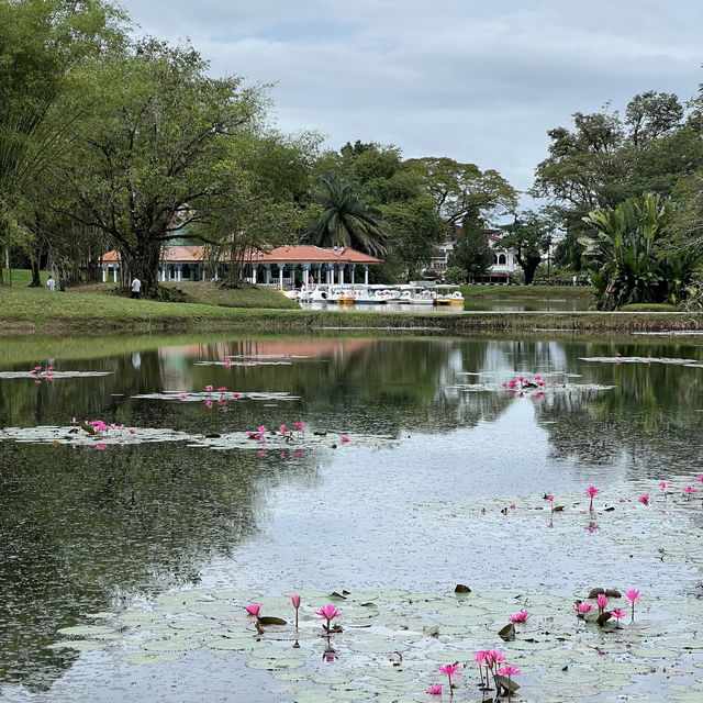 Immerse in nature at Taiping Lake