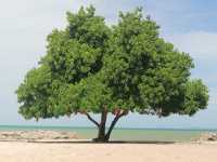 เที่ยวหาดแหลมเจริญ ระยอง ในวันฟ้าใส