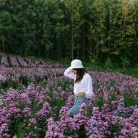 ไฮเดรนเยีย คาเฟ่ เขาค้อ - Hydrangea Cafe 