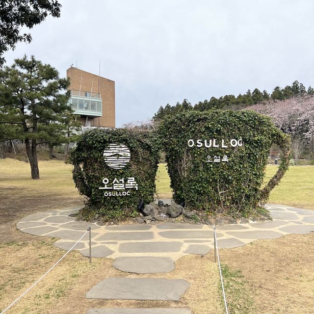 녹차 러버들의 성지, 오설록 티뮤지엄