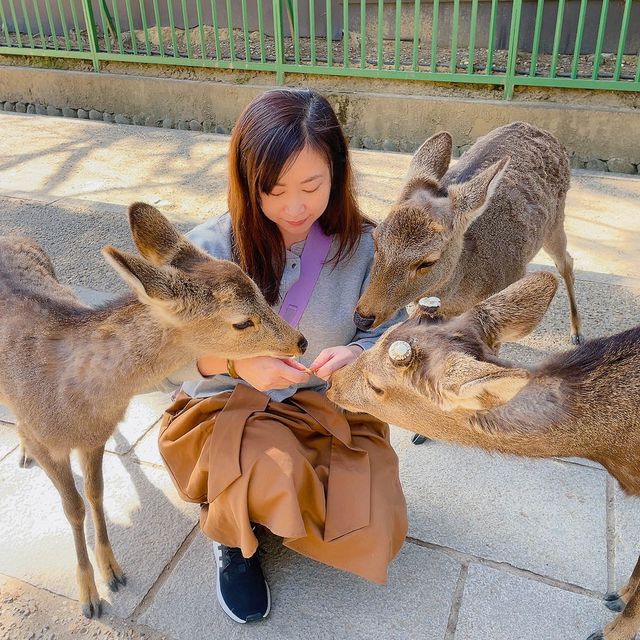 奈良餵鹿仔體驗