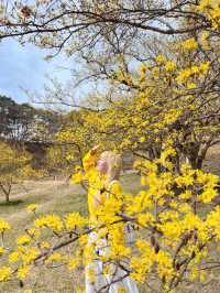 구례산수유축제에 가기 힘들다면?🌼🌼