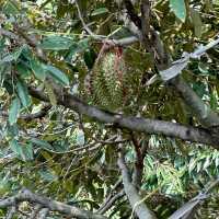Eat a lot of Durian @ Durian land, Chantaburi
