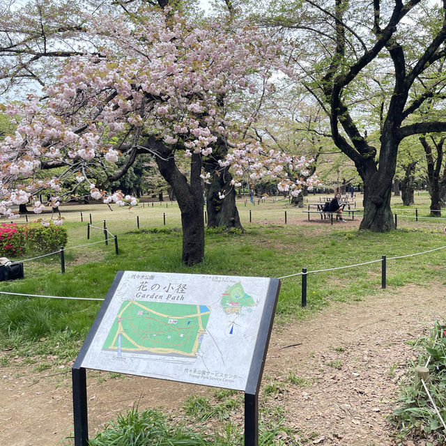 Peaceful Park with beautiful Sakura