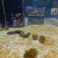 沖繩景點DMM_Kariyushi水族館 