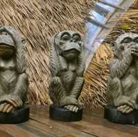 Tree monkeys ภูเก็ต คาเฟ่ฮิบใจกลางป่า