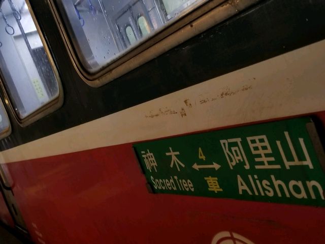 阿里山遠古森林吸收大自然天地靈氣