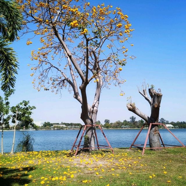 สวนสาธารณะวังมัจฉาหนองบัว