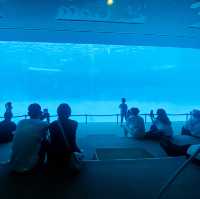 พิพิธภัณฑ์สัตว์น้ำท่าเรือนาโกย่า 名古屋港水族館