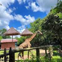 與動物近距離接觸：深圳野生動物園
