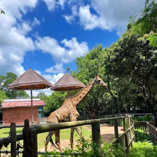 與動物近距離接觸：深圳野生動物園