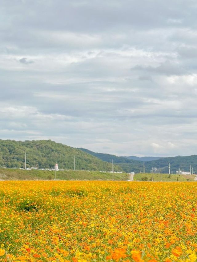 반반치킨, 아니 반반 코스모스 가득 핀 세종🌸🌼
