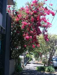 澳洲悉尼絕美打卡藍花楹隧道
