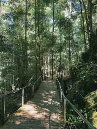 [雪梨] 令人讚嘆的世界遺產地區 搭纜車俯瞰藍山三姐妹岩-藍山國家公園