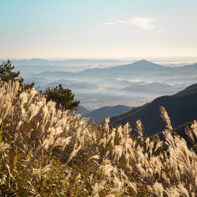 억새 명소 울산 간월재