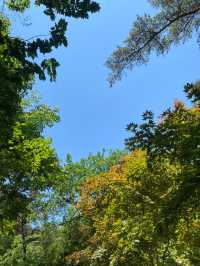 양평 아름다운 숲을 구경할 수 있는 용문사🌳