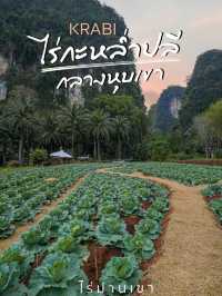 จุดเช็คอินใหม่ล่าสุด @ไร่ม่านเขา กระบี่