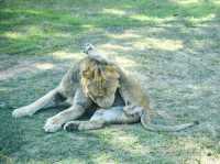 【新竹】六福村動物園 🐅 捕捉動物生活瞬間