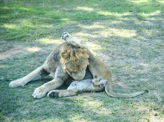 【新竹】六福村動物園 🐅 捕捉動物生活瞬間