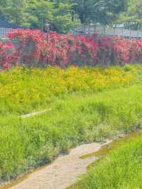 장미와 금계국 가득 핀 청주🌹🌼