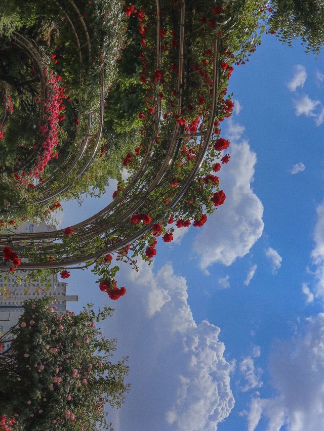 ❤️화려한 장미들의 집합소🌹중랑 장미공원❤️