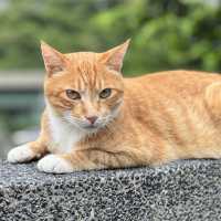 Houtong Cat Village 🐈