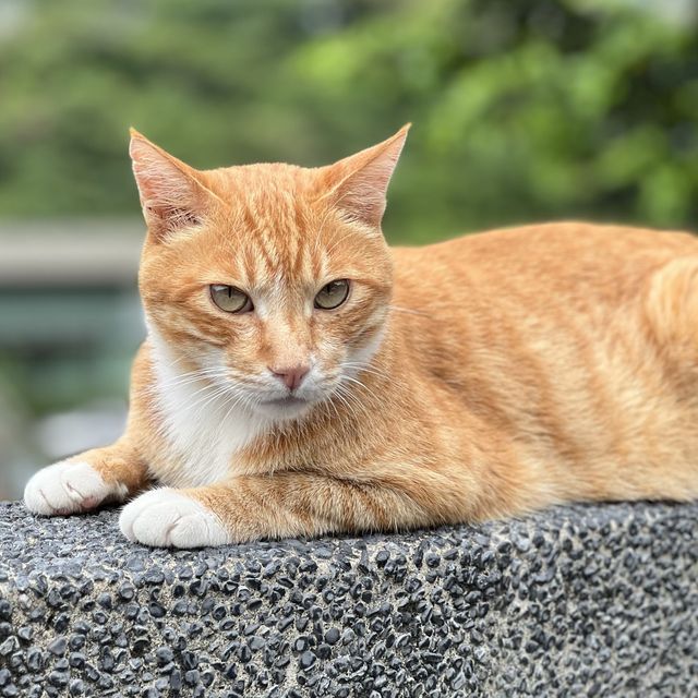 Houtong Cat Village 🐈