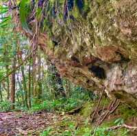 Kinabalu Park trails for the explorer!